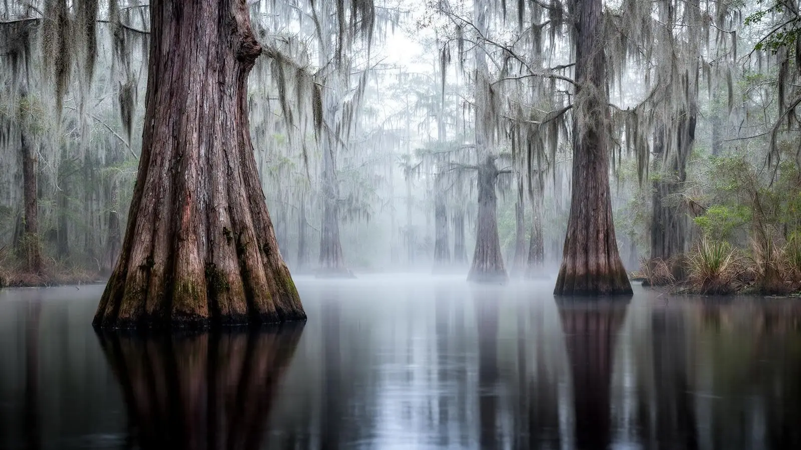 Caddo Lake Backroads